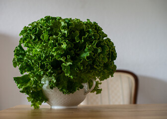 Fototapeta premium green salad lettuce