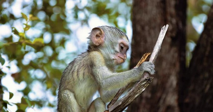 Vervet Monkey, Cercopithecus pygerythrus, babies play in the trees, slow motion
