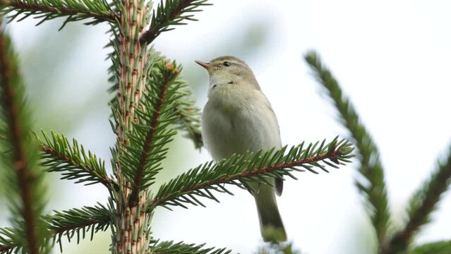 Close-up of an European woodland bird, Willow warbler singing on a spring day in Estonian boreal forest