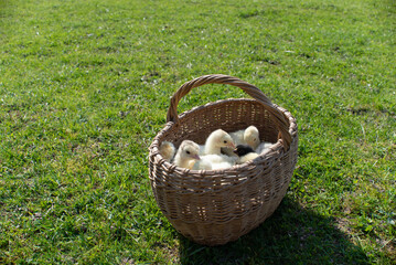 yellow little newborn chickens, chickens and turkeys in a beautiful wicker basket were taken out into the fresh air and they cheerfully run away from it