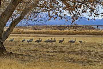 Beautiful scenic landscape of tree, golden grass, and gathering of sandhill cranes in New Mexico, United States