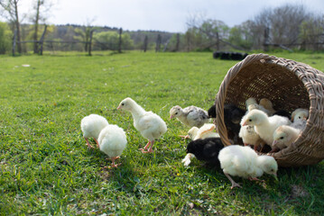yellow little newborn chickens, chickens and turkeys in a beautiful wicker basket were taken out...