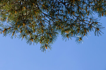 Coniferous tree branches against the blue sky. Pine branches in spring against the sky. selective focus