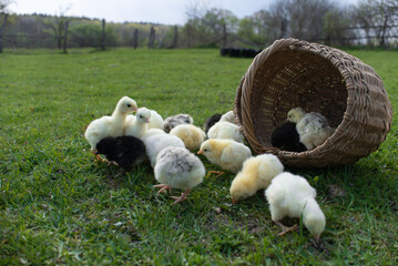 yellow little newborn chickens, chickens and turkeys in a beautiful wicker basket were taken out...