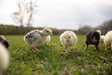 Yellow little newborn chickens chickens and turkeys have fun for the first time on a green lawn of fresh grass outdoors