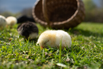 a small yellow fluffy chicken sleeps for the first time on the grass in the open air against the background of its cozy wicker basket