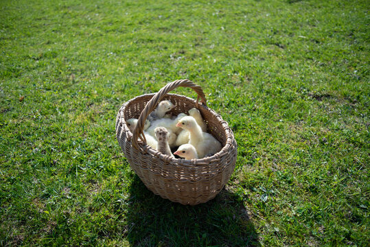 yellow little newborn chickens, chickens and turkeys in a beautiful wicker basket were taken out into the fresh air and they cheerfully run away from it