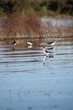 Patos subliminales