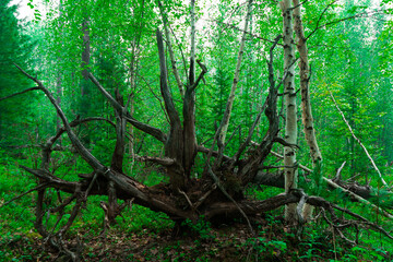 The roots of old fallen trees. Large dry tree root