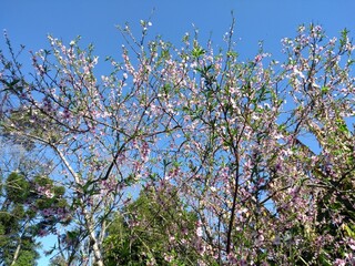 blossoming tree