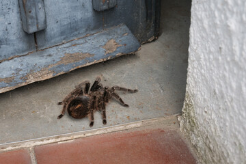Eine große schwarze Spinne krabbelt durch eine Tür