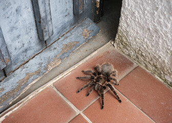 Eine große schwarze Spinne krabbelt aus einer Tür heraus © Holger T.K.