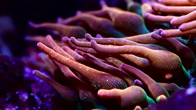 Closeup of vibrant bulbous coral swaying in the ocean waves. Fire red bubble tip anemone hosting various sea life underwater in the deep ocean or in an aquarium. Floating sea plants underwater