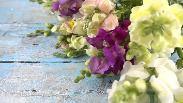 Bouquet of colorful dragon flowers drops on vintage wooden light blue surface. Slow motion.