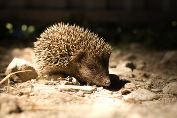 Hedgehog (Erinaceus Europaeus) wild hedgehogs with green leaves, closeup, cute, fluffy hedgehog.