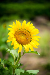 sunflower in the garden