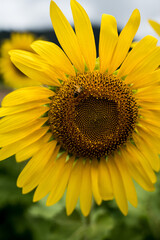 Obraz premium sunflower close up
