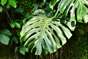 Mature leaf of tropical 'Monstera Deliciosa' houseplant with fenestration and holes © Firn