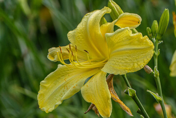 Fototapeta premium Yellow lily in the garden
