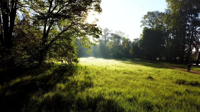 Sun shines in forest through trees and tree branches in glade with bright green grass and morning dew on sunny summer. Beautiful natural background. Concept environmental, warming and climate change