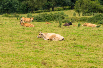 A herd of cows are resting on a farm pasture