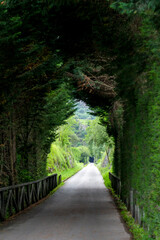 A picturesque green thuja hedge tunnel along an asphalt road with a wooden fence in a wild...