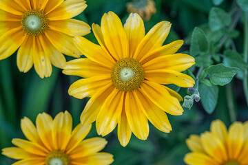 Yellow flowers in the garden