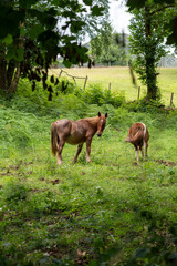 Naklejka na ściany i meble Brown thoroughbred horse on a beautiful pasture