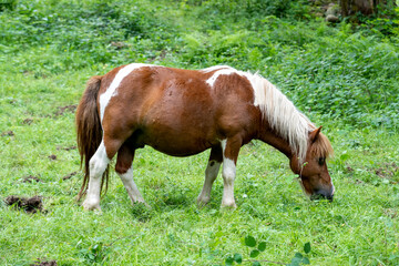 Naklejka na ściany i meble A brown thoroughbred horse grazes on a pasture