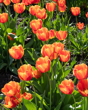 Tulips in garden