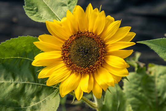 Sunflower in the field