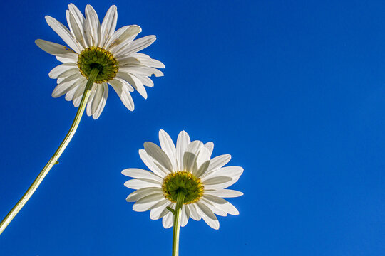Field daisies with a bright blue sky behind them