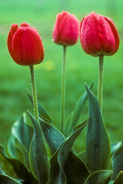 Red  tulips