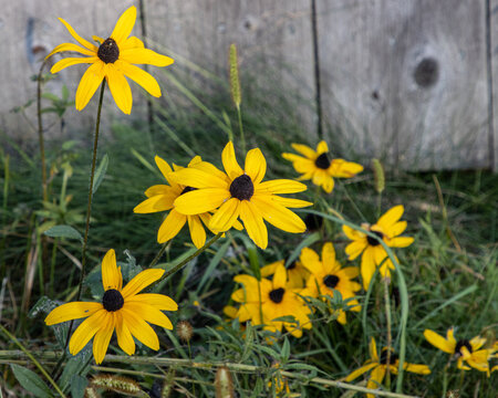 Yellow flowers on a wooden fence