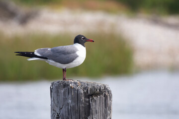 Adult Laughing Gull perched on Mobile Bay wood piling in Alabama, United States