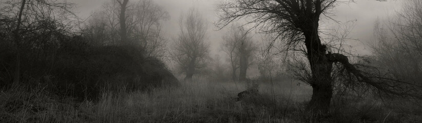 Spooky autumn landscape showing wild forest and swamp in mist - obrazy, fototapety, plakaty