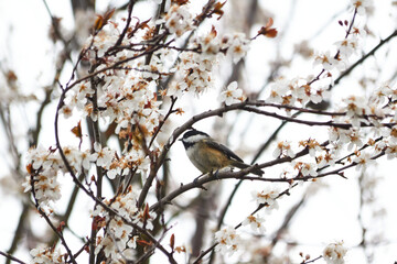 Spring Chickadee