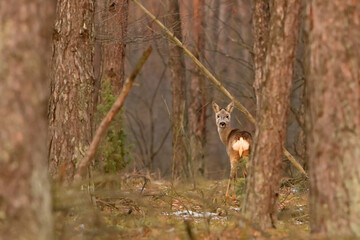 Sarna (Capreolus capreolus) w swoim naturalnym środowisku © Grzegorz