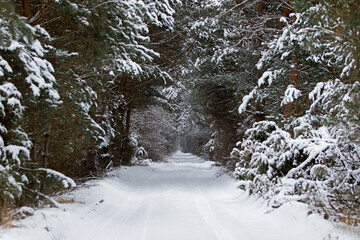 Droga w zimowym lesie - obrazy, fototapety, plakaty