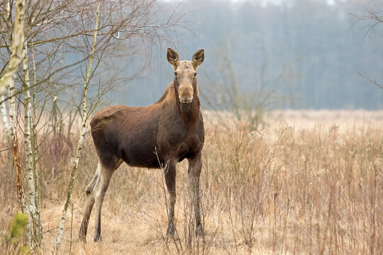 Łoś (Alces alces) w swoim naturalnym środowisku