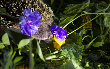 Hedgehog (Erinaceus Europaeus) wild hedgehogs with green leaves, closeup, cute, fluffy hedgehog.