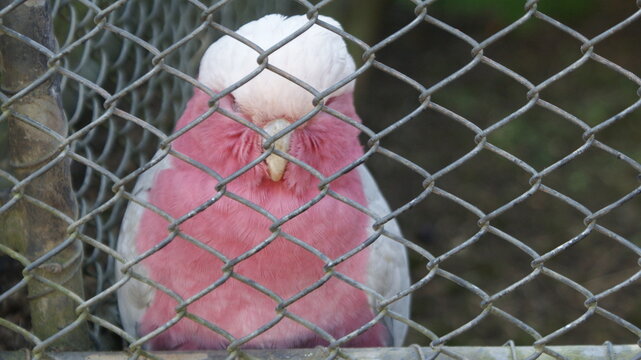 GALLAH ROSA