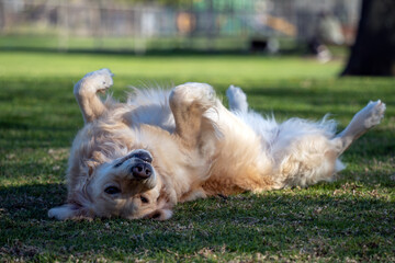 Happy smiling golden retriever dog lying on back in the grass at a park 