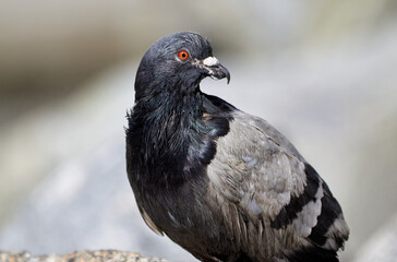 Pigeon Perching