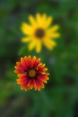 Florida Orange / Yellow Wildflower In-Focus