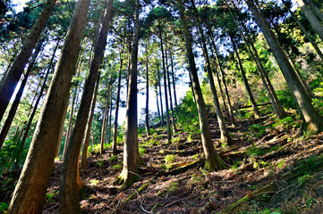 丹沢の七沢山　谷太郎林道三峰山コースの森
