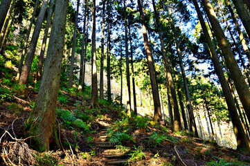 丹沢の七沢山　谷太郎林道三峰山コースの森
