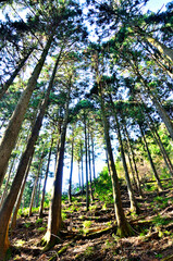 丹沢の七沢山　谷太郎林道三峰山コースの森
