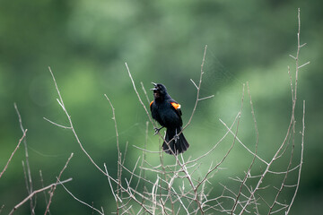 Red Winged Blackbird