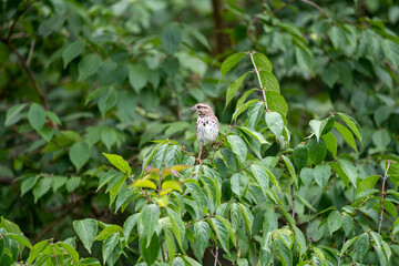 Song Sparrow Sitting in a Tree